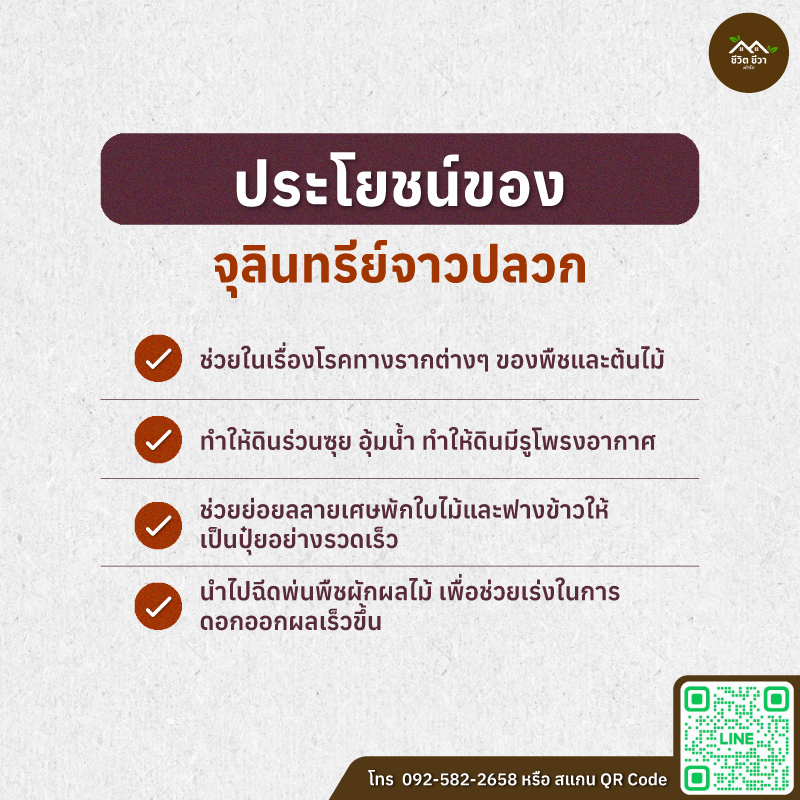 จุลินทรีย์จาวปลวก