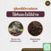 จุลินทรีย์จาวปลวก