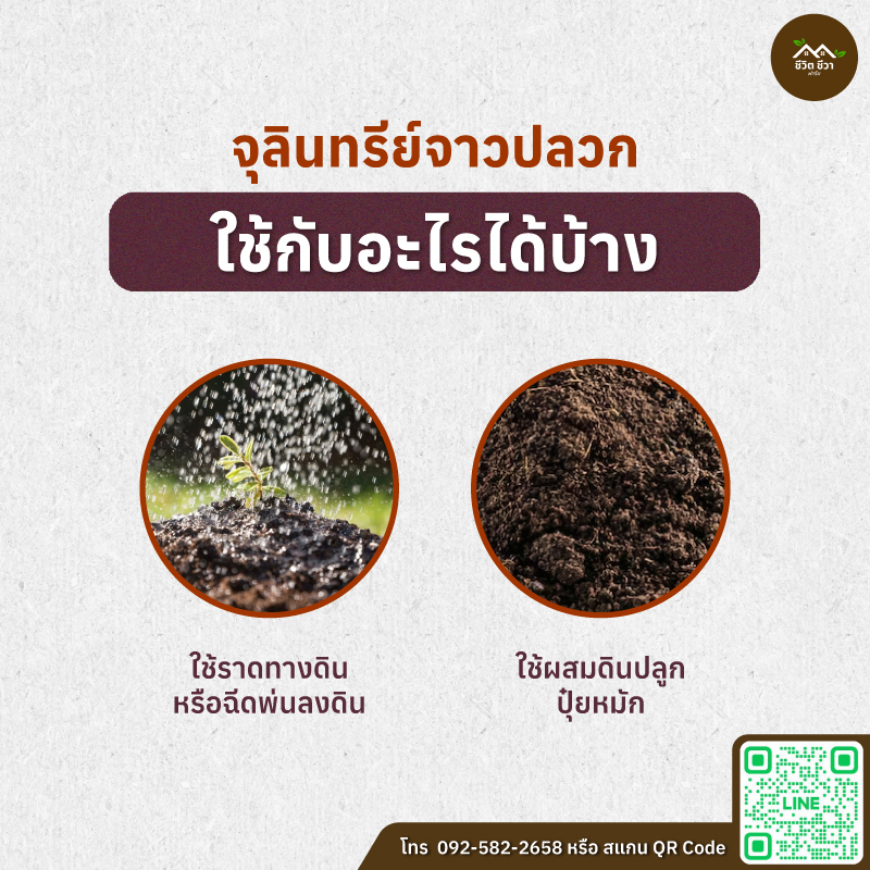 จุลินทรีย์จาวปลวก
