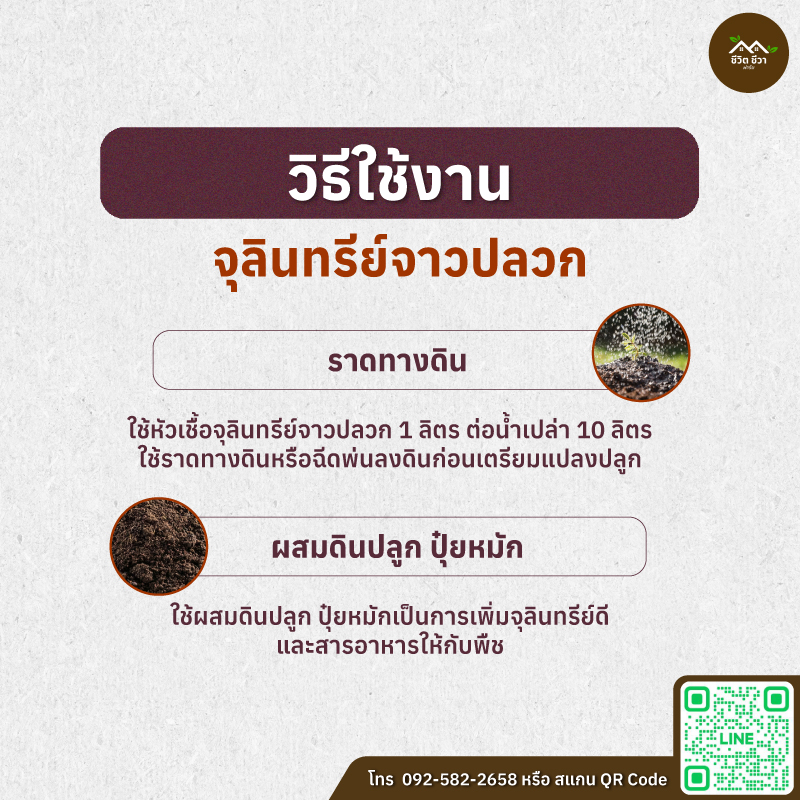 จุลินทรีย์จาวปลวก