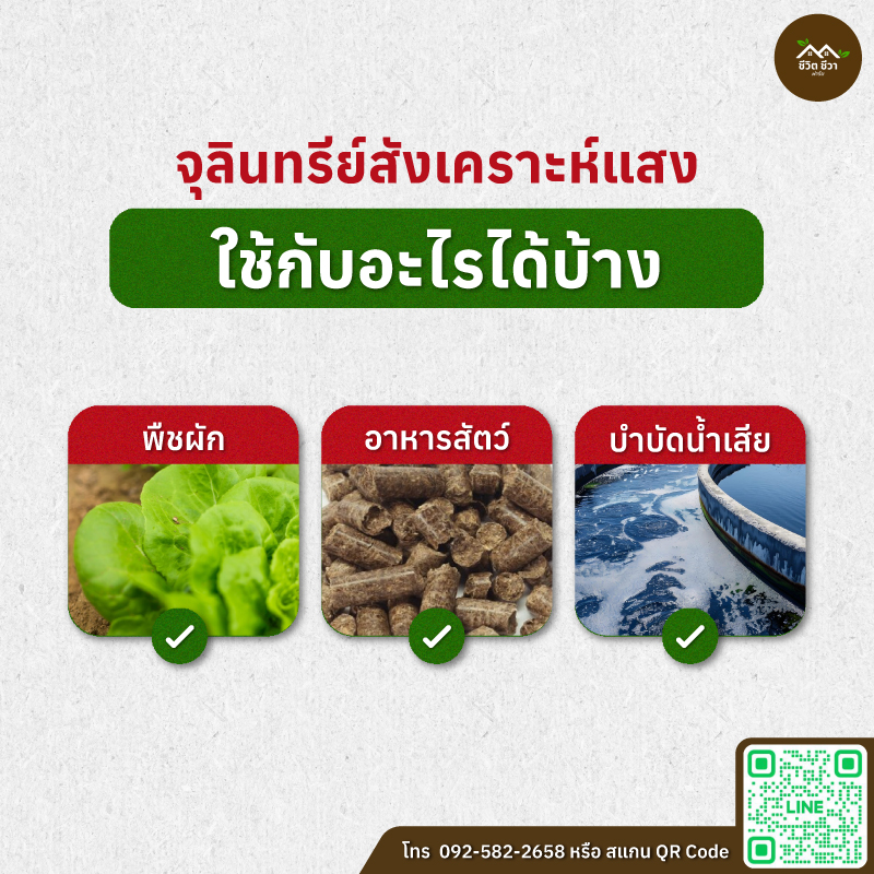 จุลินทรีย์สังเคราะห์แสง