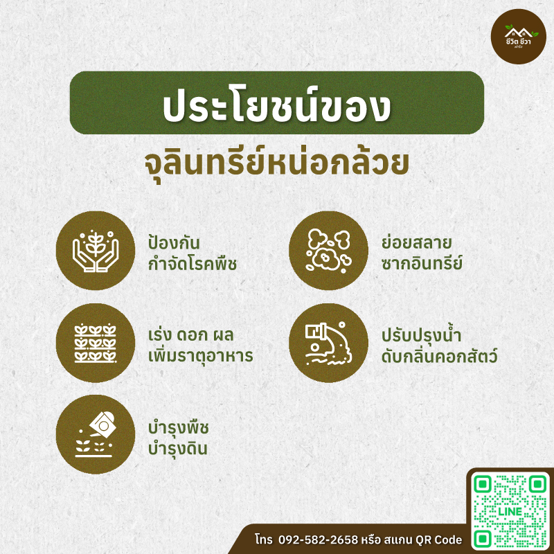จุลินทรีย์หน่อกล้วย