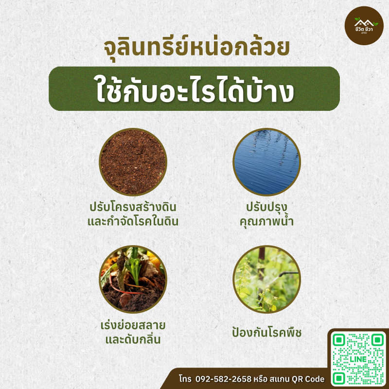 จุลินทรีย์หน่อกล้วย