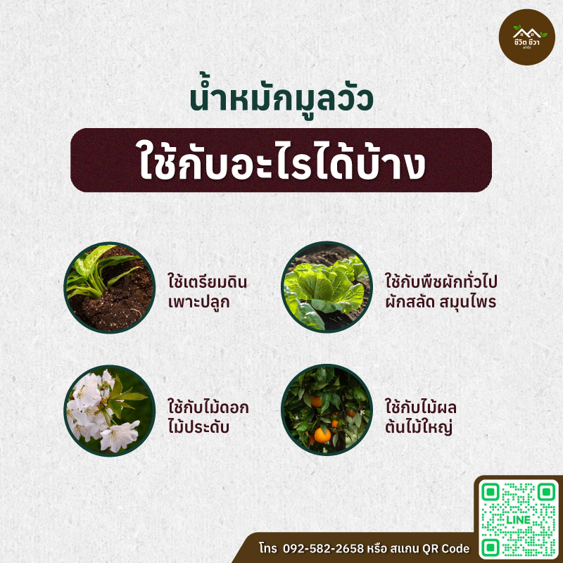 น้ำหมักมูลวัว
