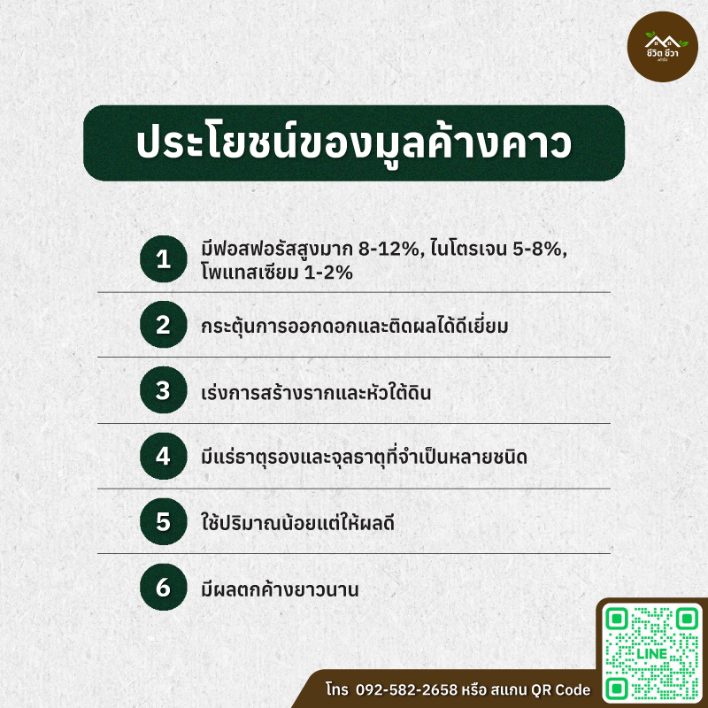 มูลค้างคาว