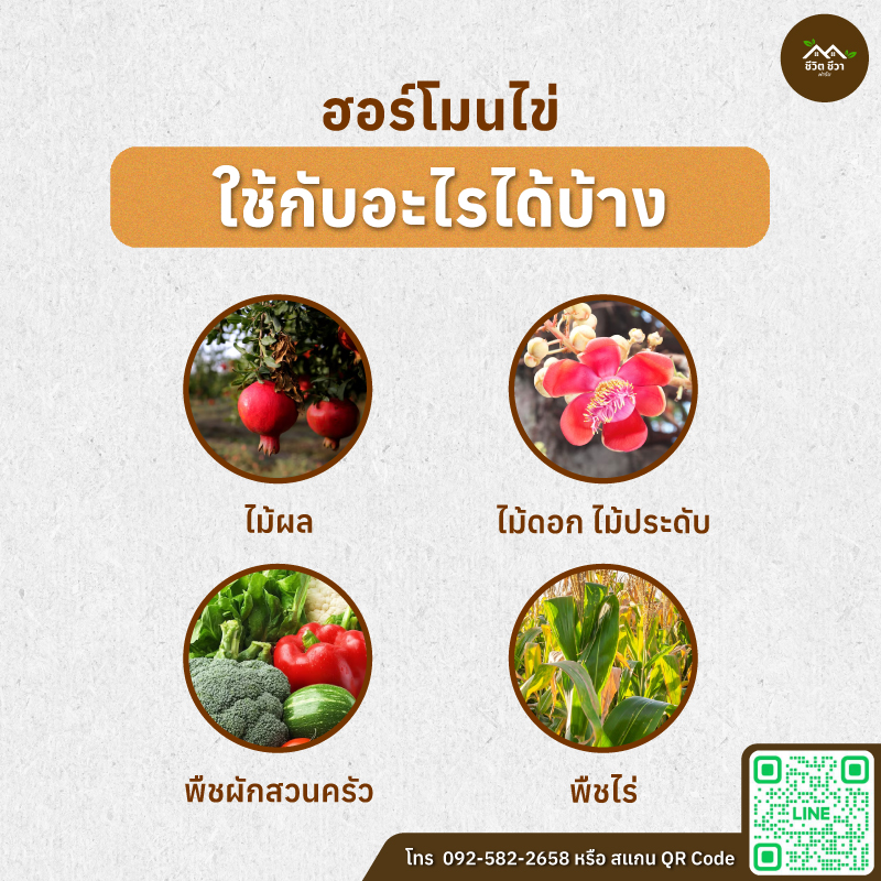 ฮอร์โมนไข่