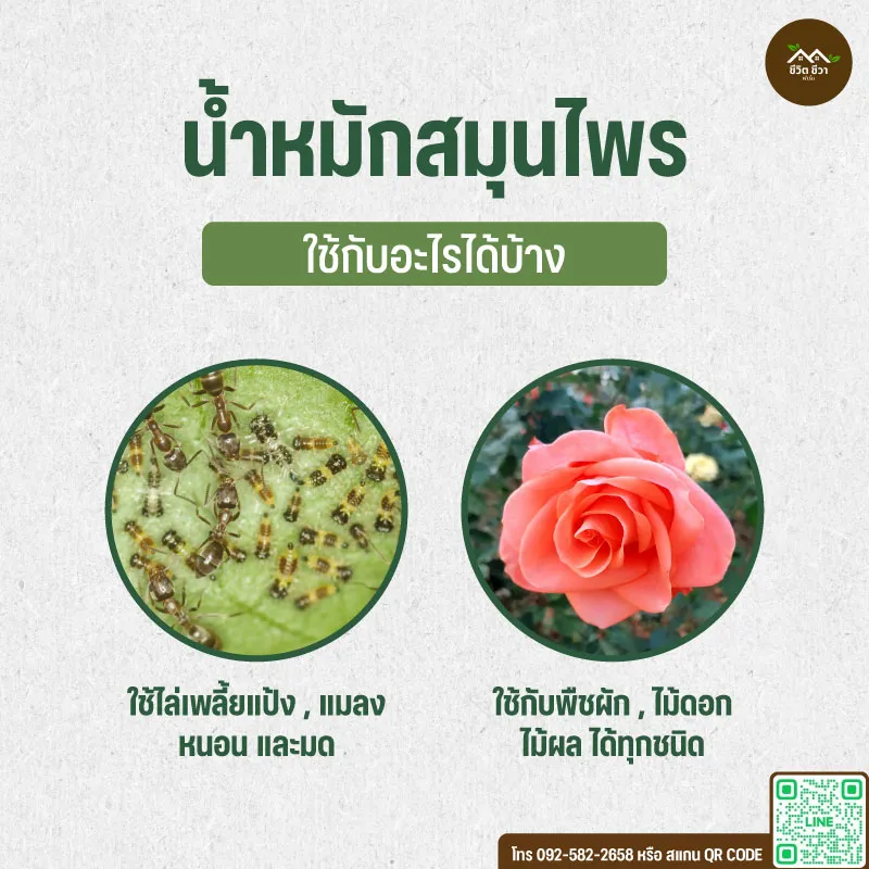 น้ำหมักสมุนไพร ไล่แมลง