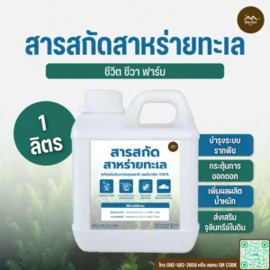 สารสกัดสาหร่ายทะเล