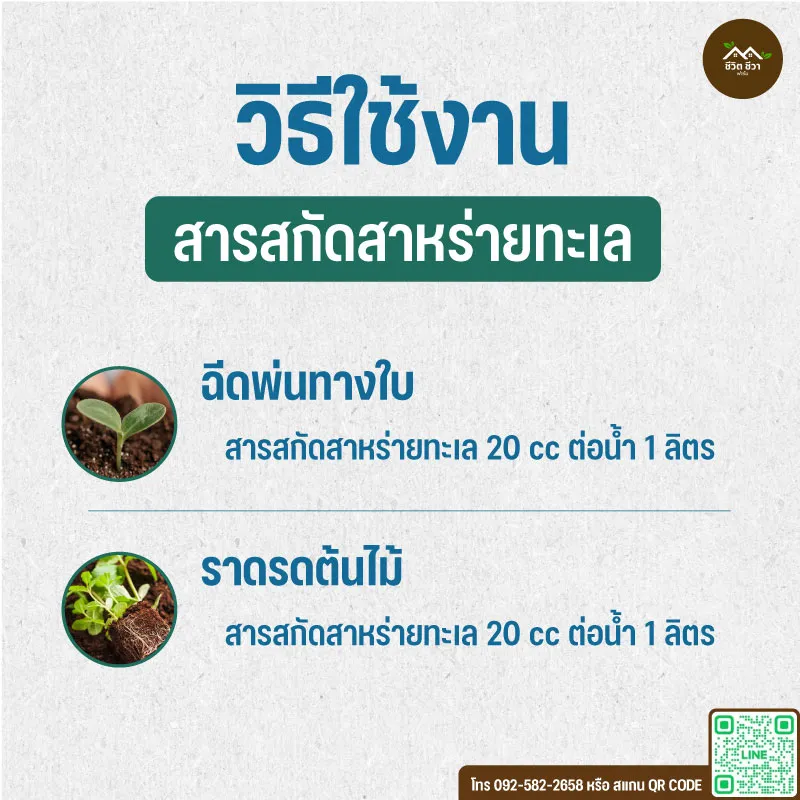 สารสกัดสาหร่ายทะเล