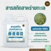 สารสกัดสาหร่ายทะเล