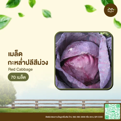 เมล็ดพันธุ์ กะหล่ำปลีสีม่วง