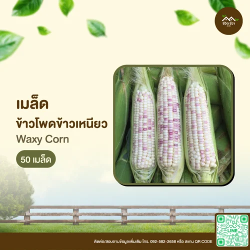 เมล็ดพันธุ์ ข้าวโพดข้าวเหนียว