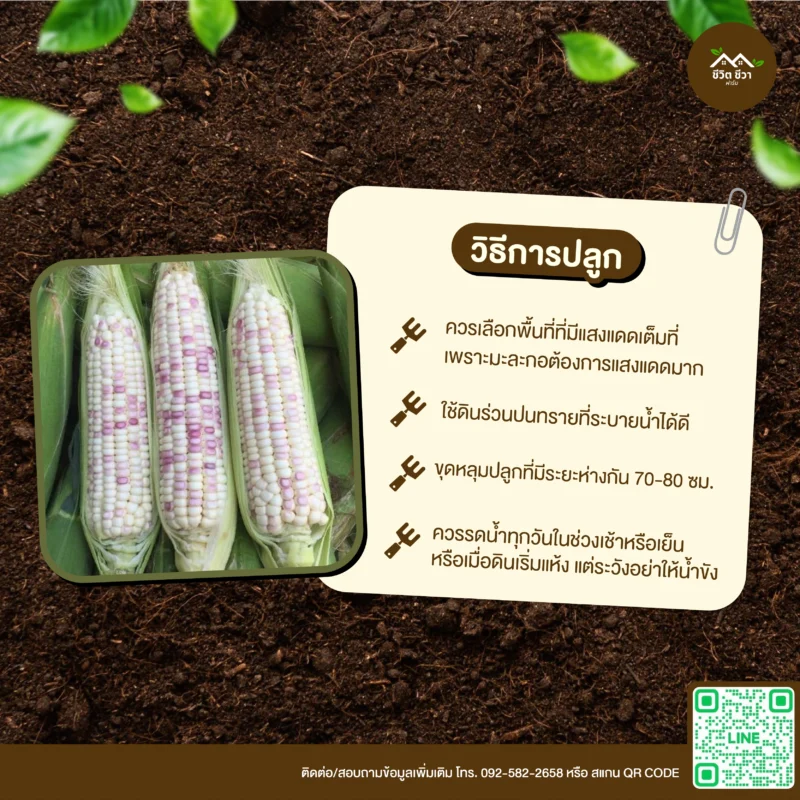 เมล็ดพันธุ์ ข้าวโพดข้าวเหนียว