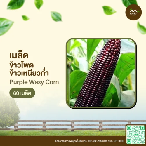 เมล็ดพันธุ์ ข้าวโพดข้าวเหนียวก่ำ