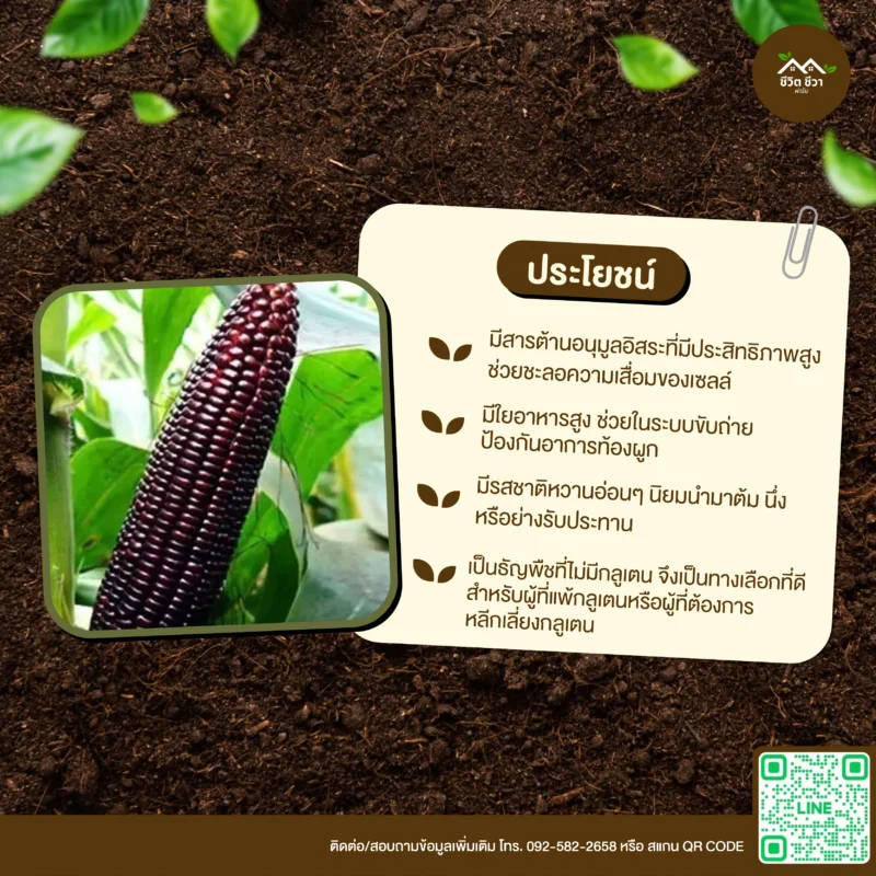 เมล็ดพันธุ์ ข้าวโพดข้าวเหนียวก่ำ