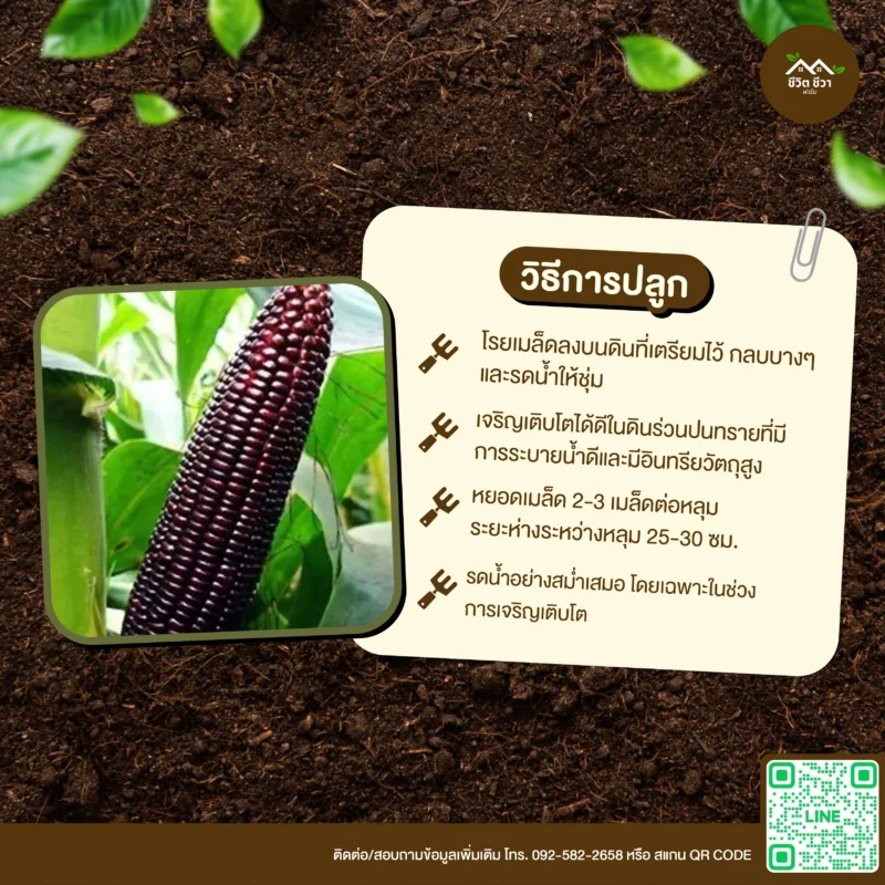 เมล็ดพันธุ์ ข้าวโพดข้าวเหนียวก่ำ