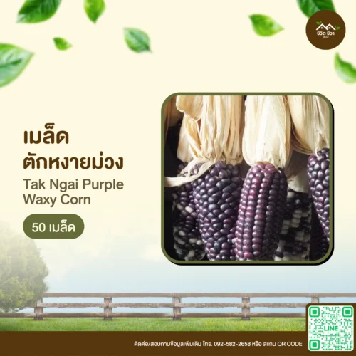 เมล็ดพันธุ์ ข้าวโพดตักหงายม่วง