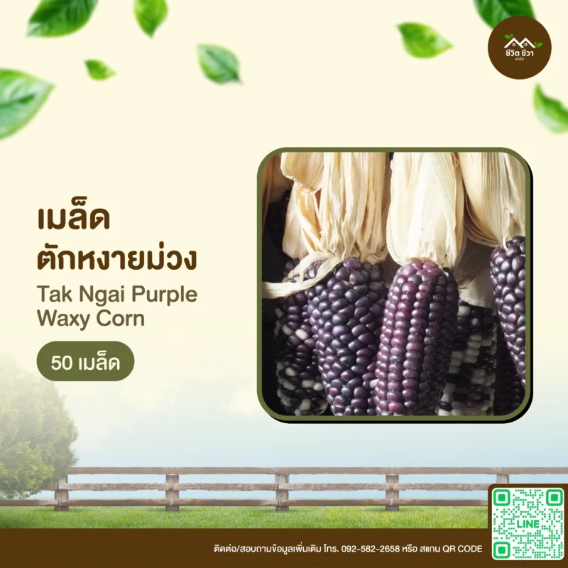 เมล็ดพันธุ์ ข้าวโพดตักหงายม่วง