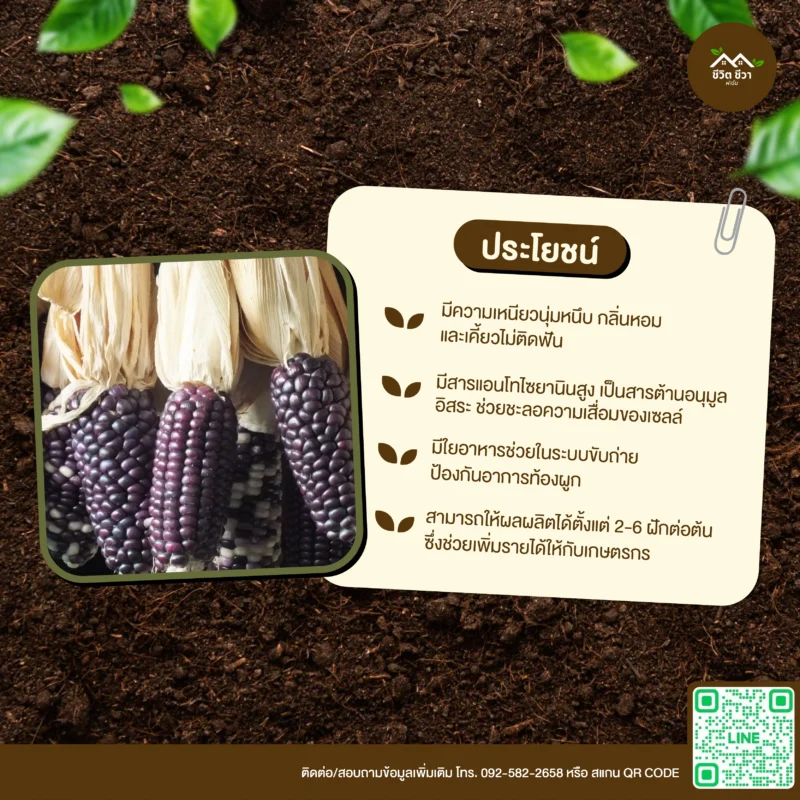 เมล็ดพันธุ์ ข้าวโพดตักหงายม่วง