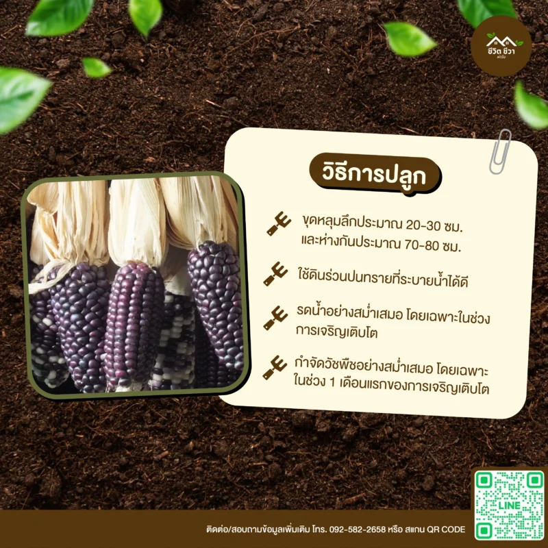เมล็ดพันธุ์ ข้าวโพดตักหงายม่วง