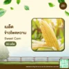 เมล็ดพันธุ์ ข้าวโพดหวาน