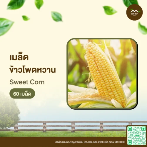 เมล็ดพันธุ์ ข้าวโพดหวาน