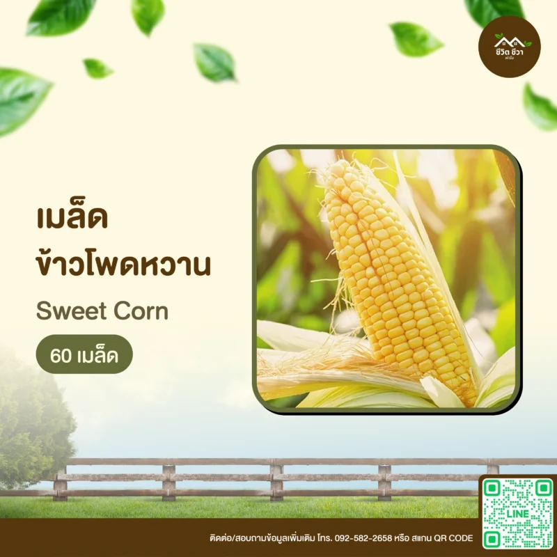 เมล็ดพันธุ์ ข้าวโพดหวาน