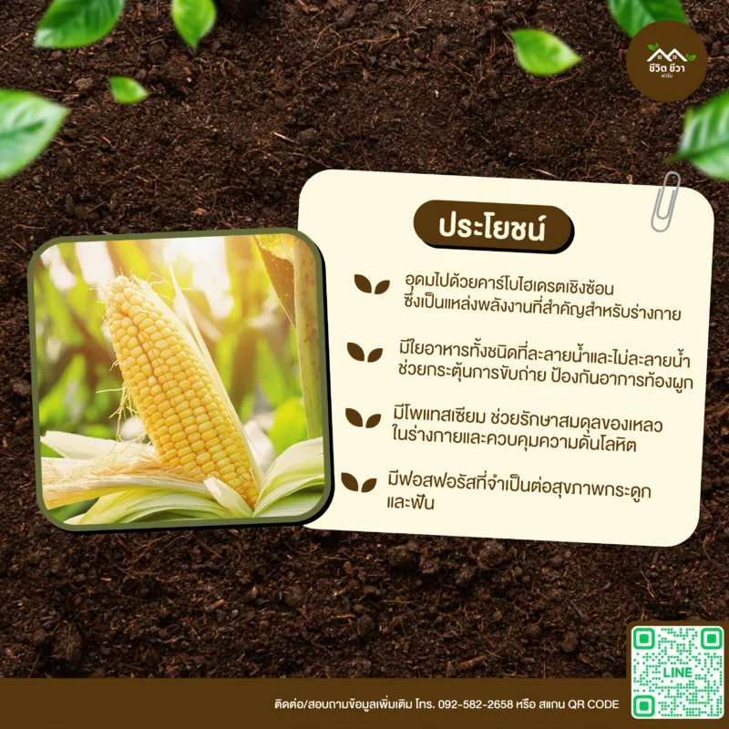 เมล็ดพันธุ์ ข้าวโพดหวาน
