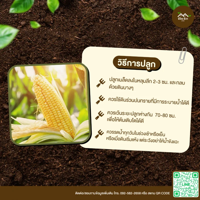 เมล็ดพันธุ์ ข้าวโพดหวาน