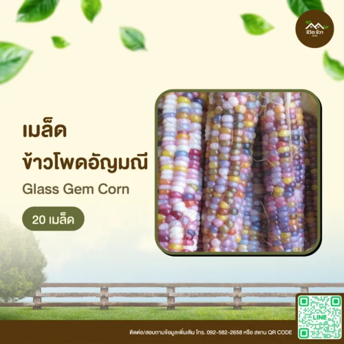 เมล็ดพันธุ์ ข้าวโพดอัญมณี 