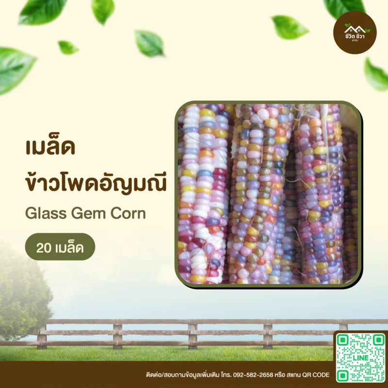 เมล็ดพันธุ์ ข้าวโพดอัญมณี 