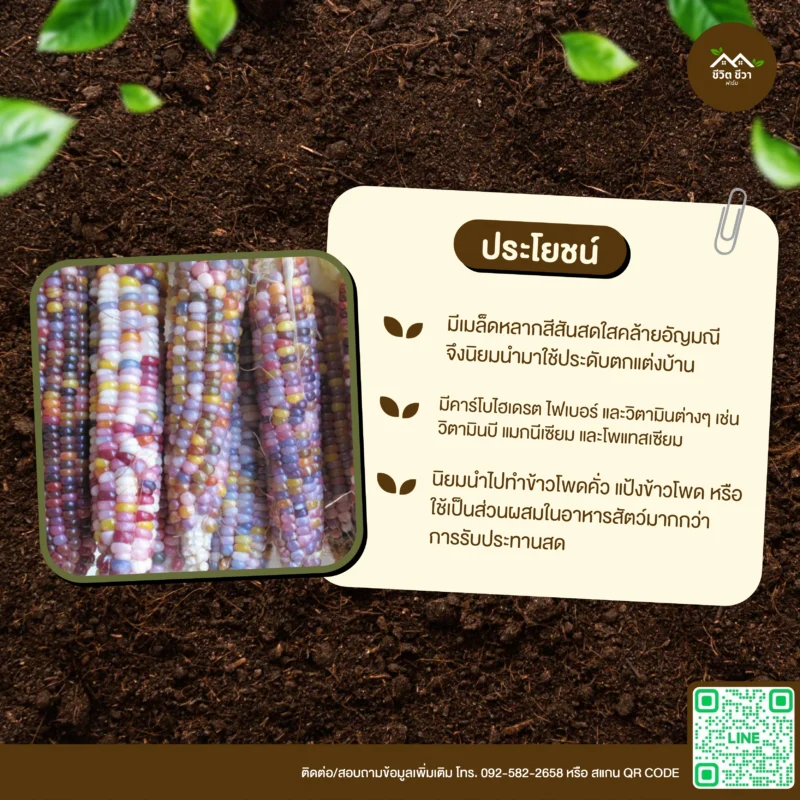 เมล็ดพันธุ์ ข้าวโพดอัญมณี 