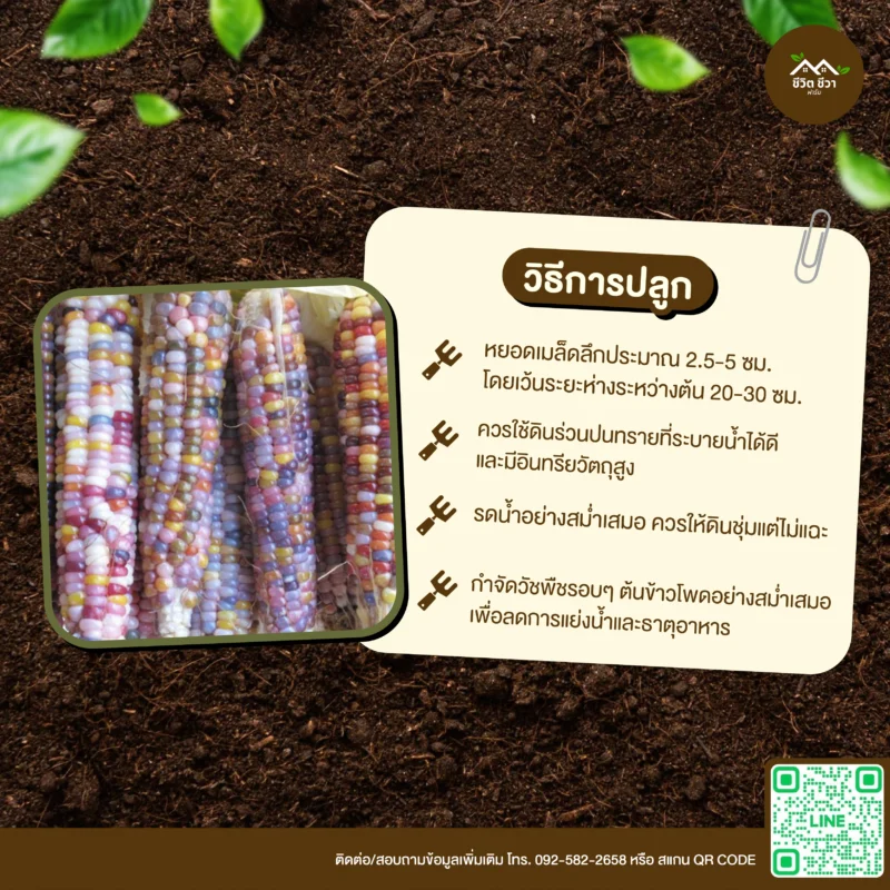 เมล็ดพันธุ์ ข้าวโพดอัญมณี 