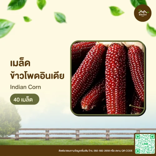 เมล็ดพันธุ์ ข้าวโพดอินเดีย