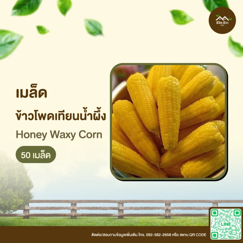 เมล็ดพันธุ์ ข้าวโพดเทียนน้ำผึ้ง