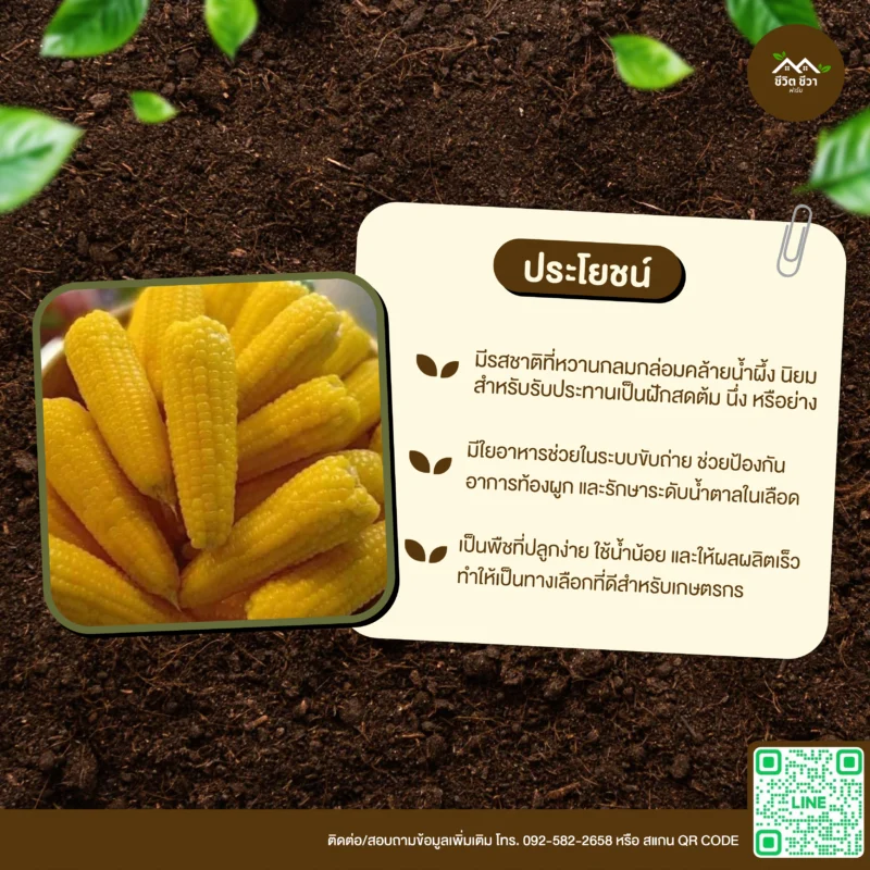 เมล็ดพันธุ์ ข้าวโพดเทียนน้ำผึ้ง