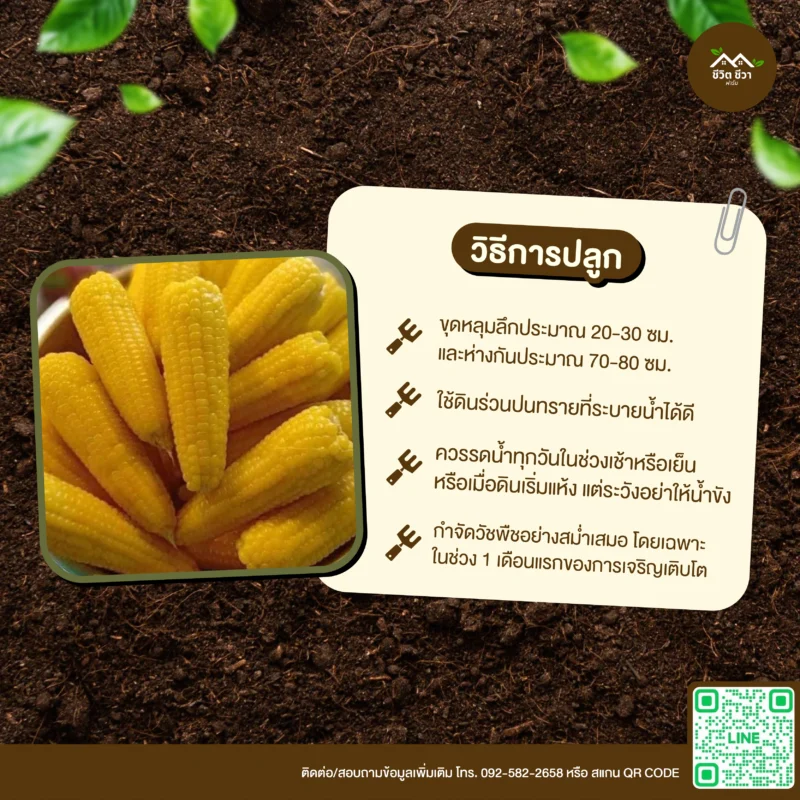 เมล็ดพันธุ์ ข้าวโพดเทียนน้ำผึ้ง