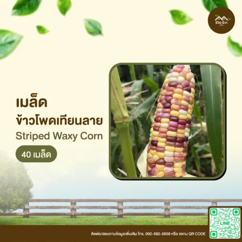 เมล็ดพันธุ์ ข้าวโพดเทียนลาย