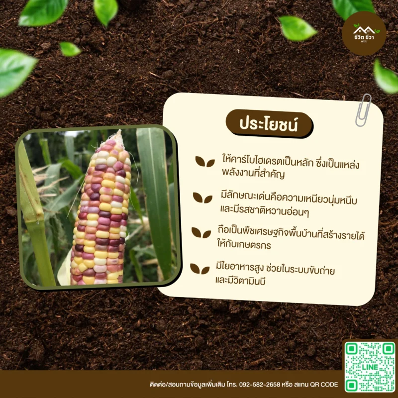 เมล็ดพันธุ์ ข้าวโพดเทียนลาย