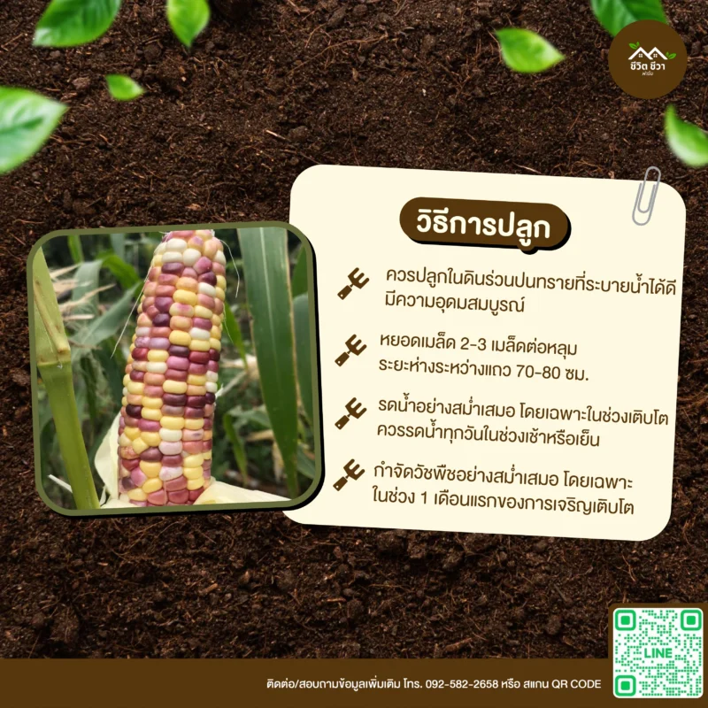 เมล็ดพันธุ์ ข้าวโพดเทียนลาย