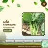 เมล็ดพันธุ์ คะน้าหอมเห็ด