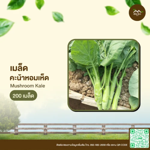 เมล็ดพันธุ์ คะน้าหอมเห็ด