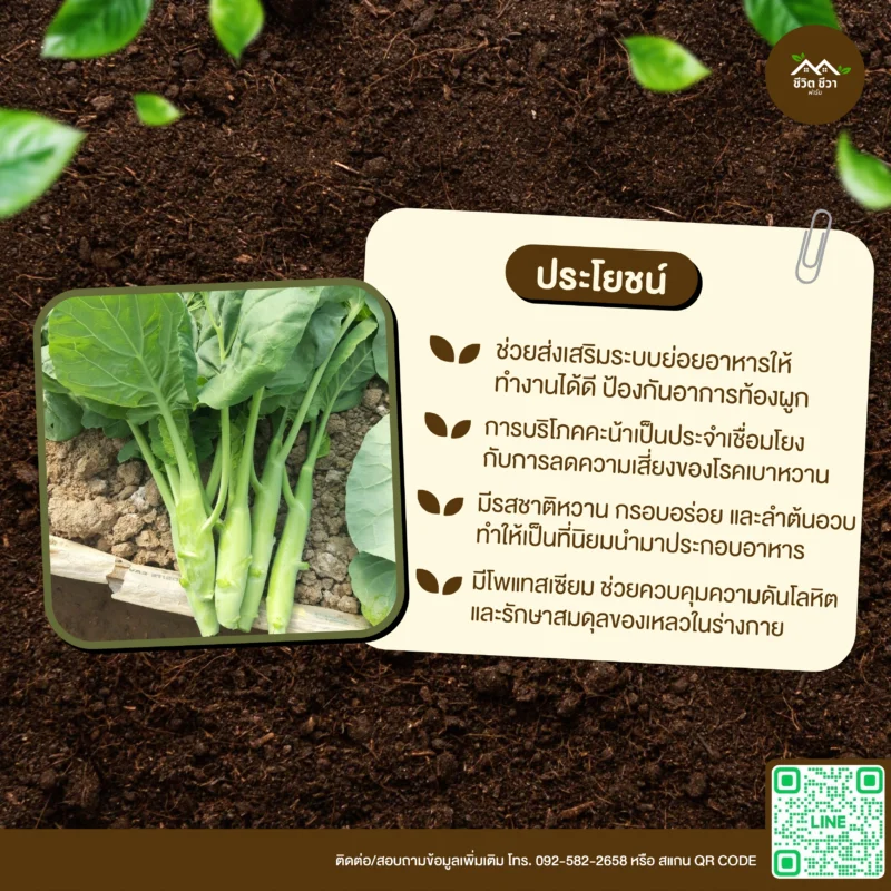 เมล็ดพันธุ์ คะน้าหอมเห็ด