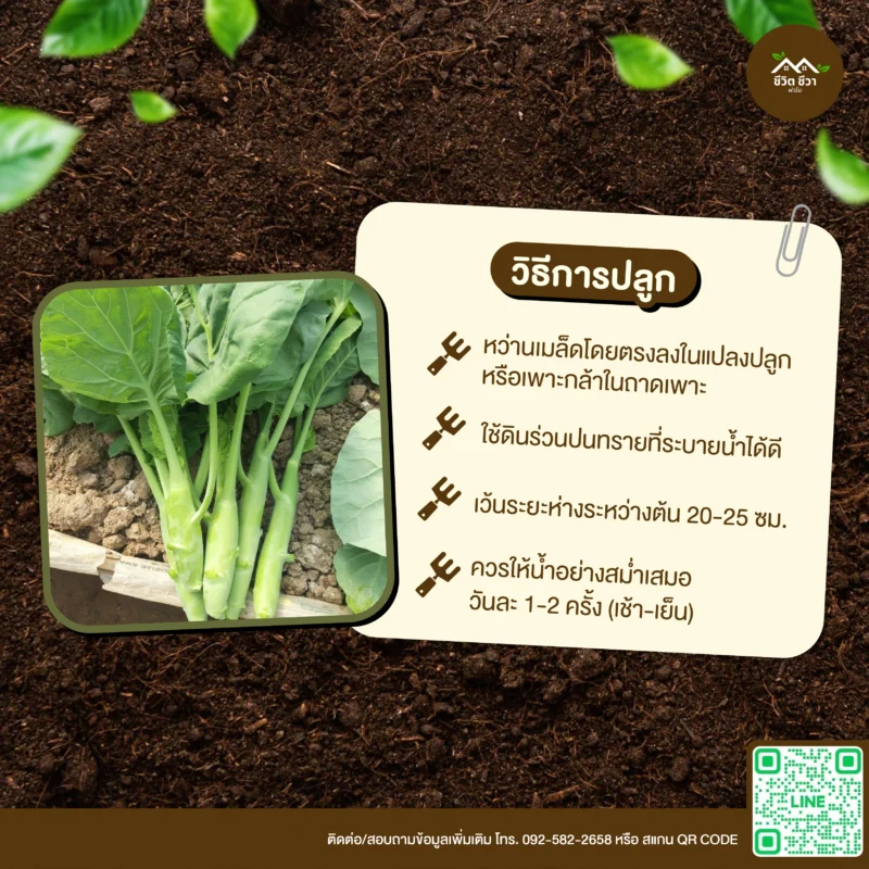 เมล็ดพันธุ์ คะน้าหอมเห็ด