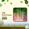 เมล็ดพันธุ์ คื่นช่ายก้านชมพู