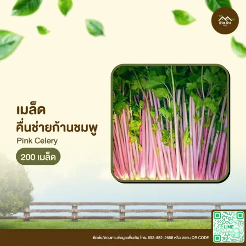 เมล็ดพันธุ์ คื่นช่ายก้านชมพู
