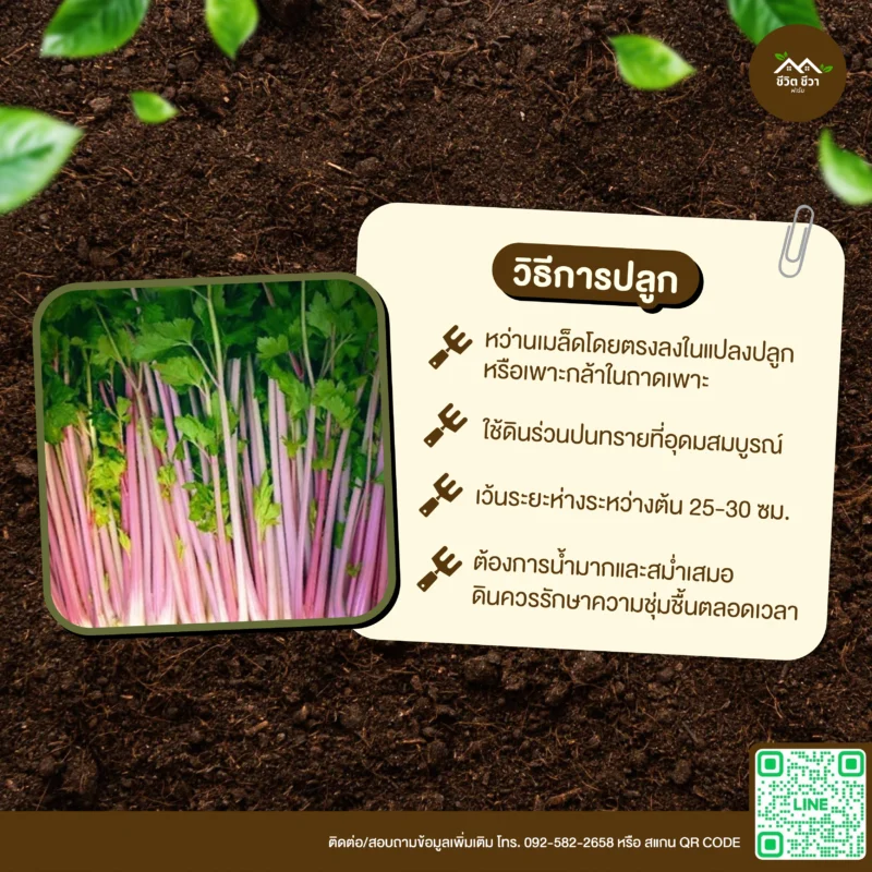 เมล็ดพันธุ์ คื่นช่ายก้านชมพู