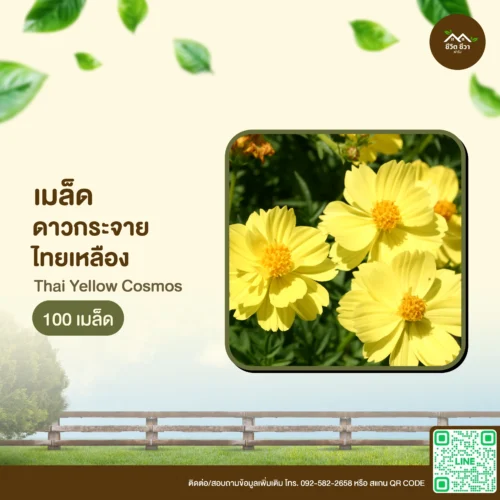 เมล็ดพันธุ์ ดาวกระจายไทยเหลือง
