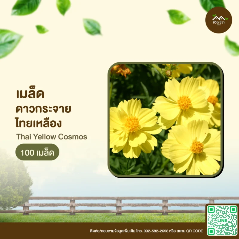 เมล็ดพันธุ์ ดาวกระจายไทยเหลือง