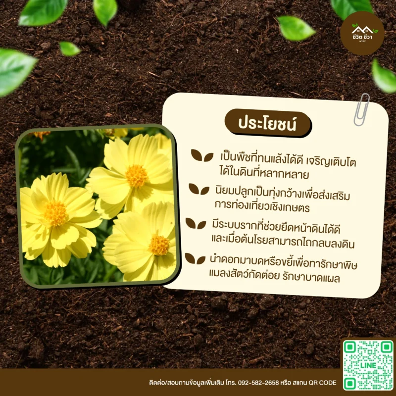 เมล็ดพันธุ์ ดาวกระจายไทยเหลือง